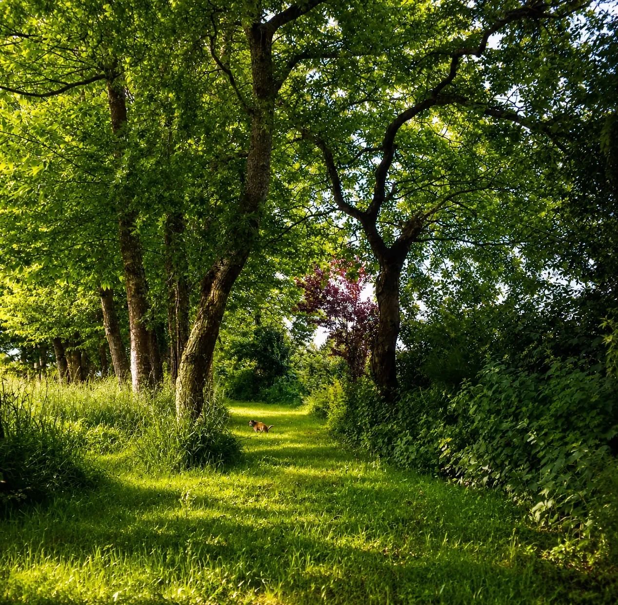 Camino arbolado en el bosque del Pazo do Souto