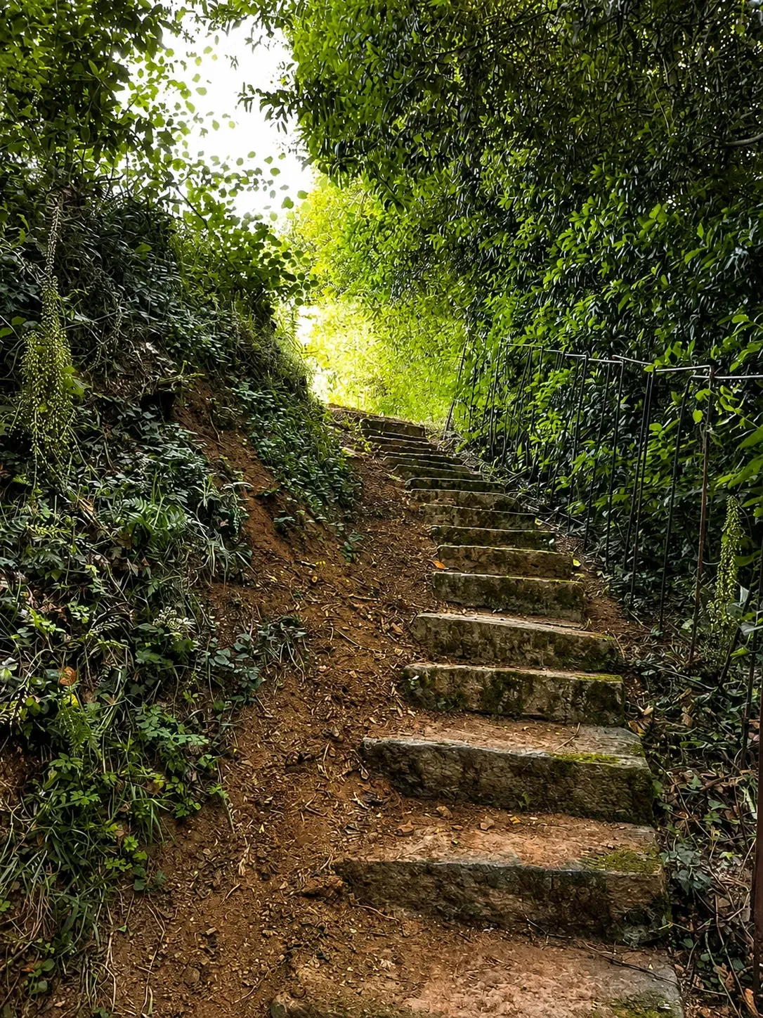 Escaleras entre el bosque del Pazo