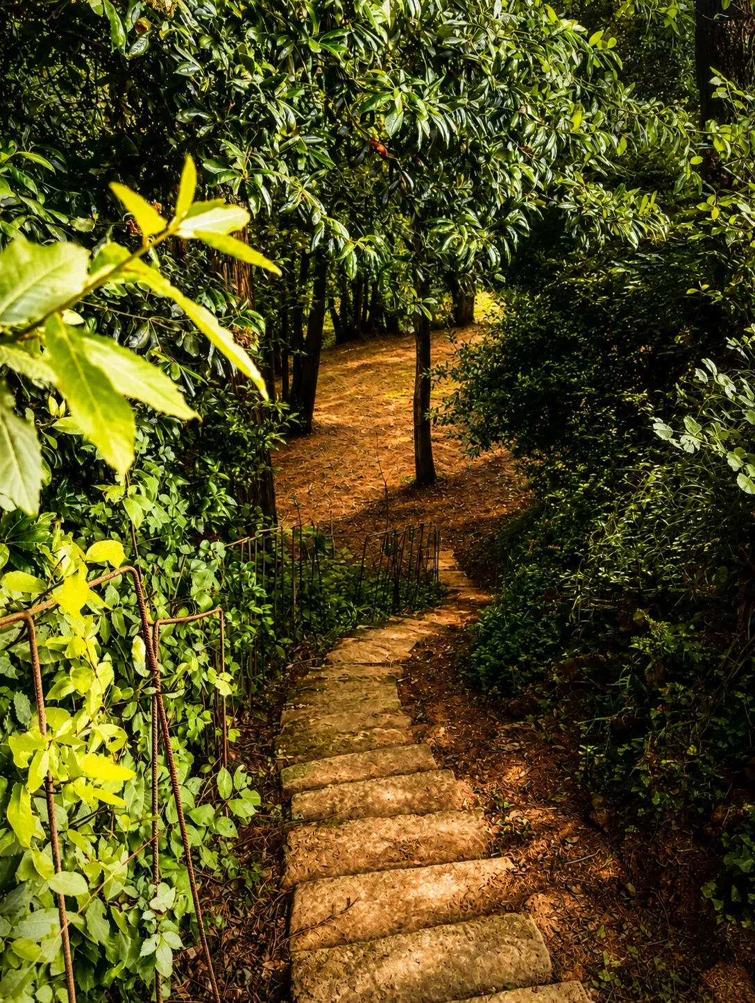Escalinata de piedra entre la vegetación del Pazo do Souto