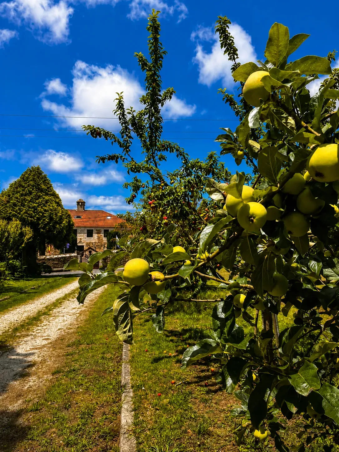 Manzano cargado de fruta en el huerto del Pazo do Souto