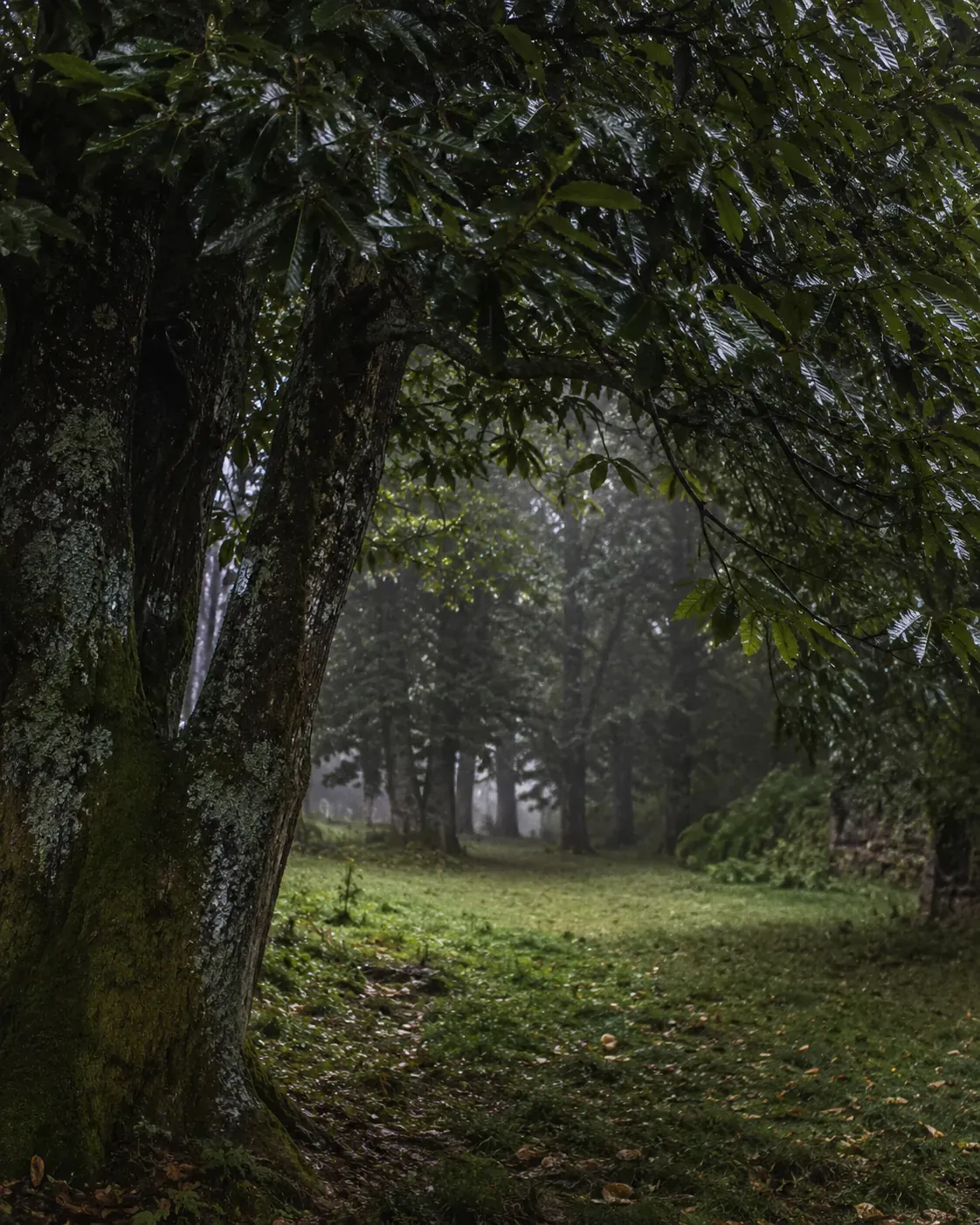 El Pazo do Souto entre el bosque atlántico